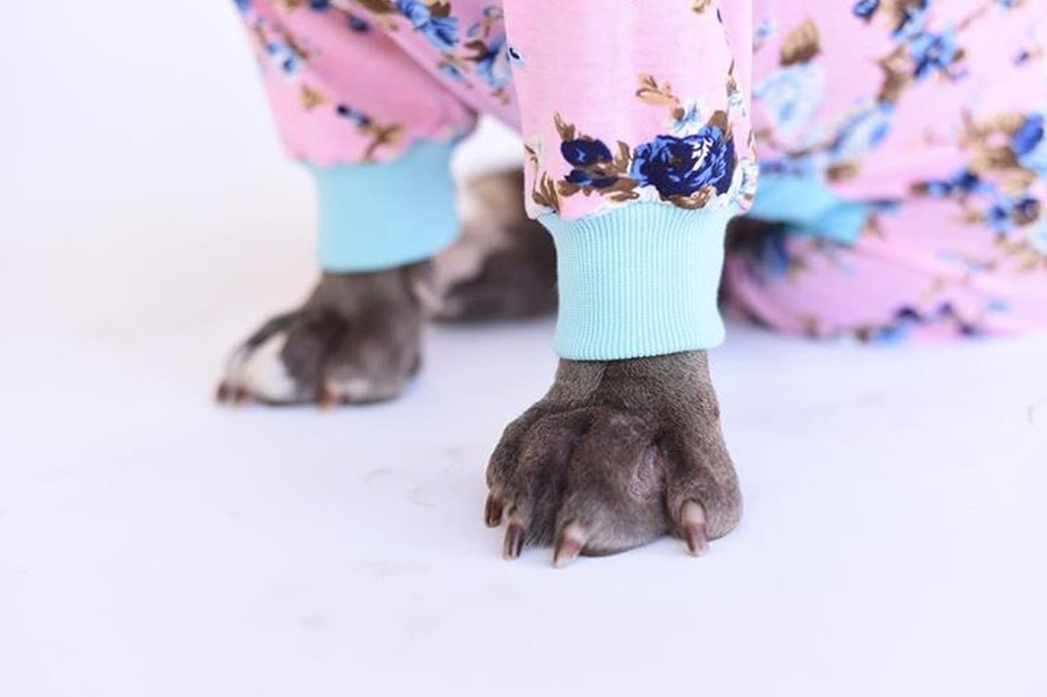 Is It Too Hot For My Dog’s Paws?