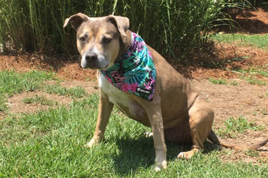 Is My Dog Killing My Grass?