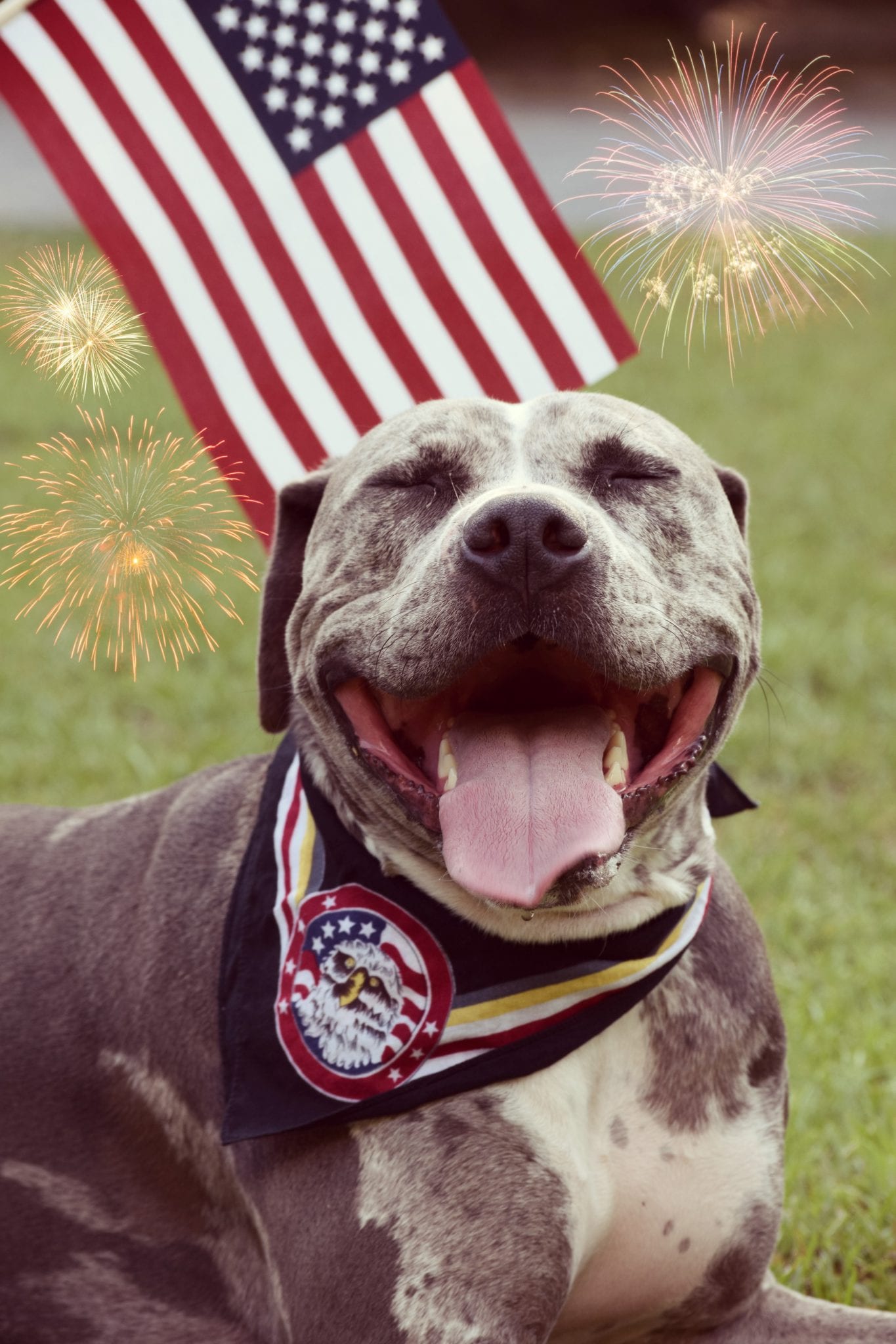 Fireworks Are Freaking Out My Dog