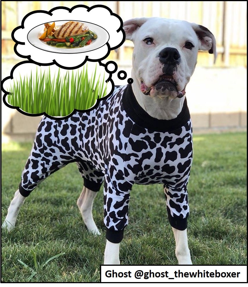 Why do dogs eat grass?