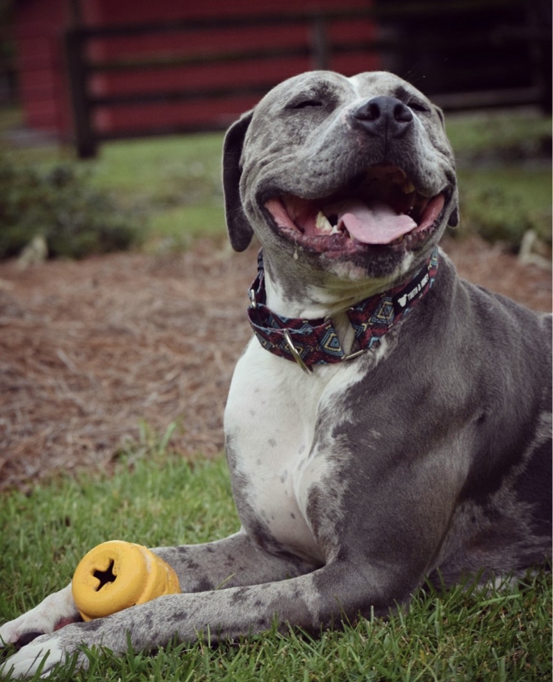 black and white pitbull stuffed animal