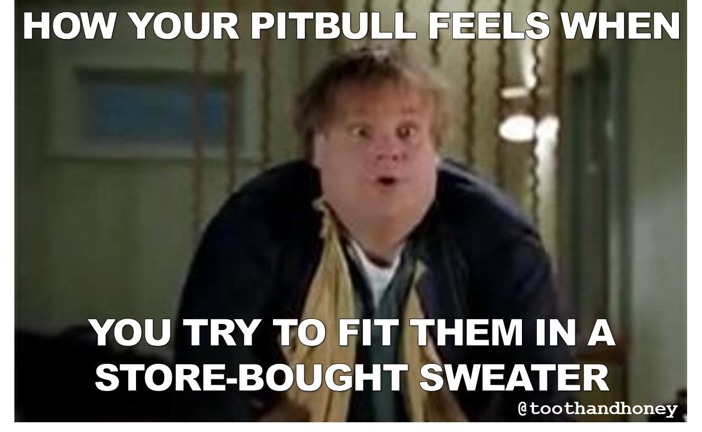 pitbull coats and sweaters