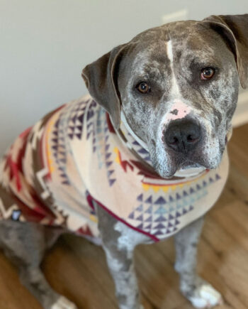 Sunset-Canyon-Fleece-Dog-Vest-3