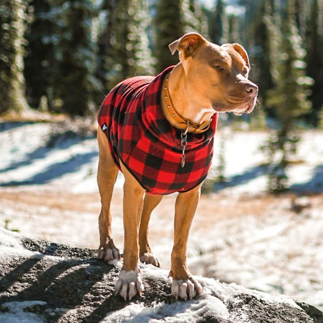 Buffalo Plaid Fleece Dog Vest - Image 2