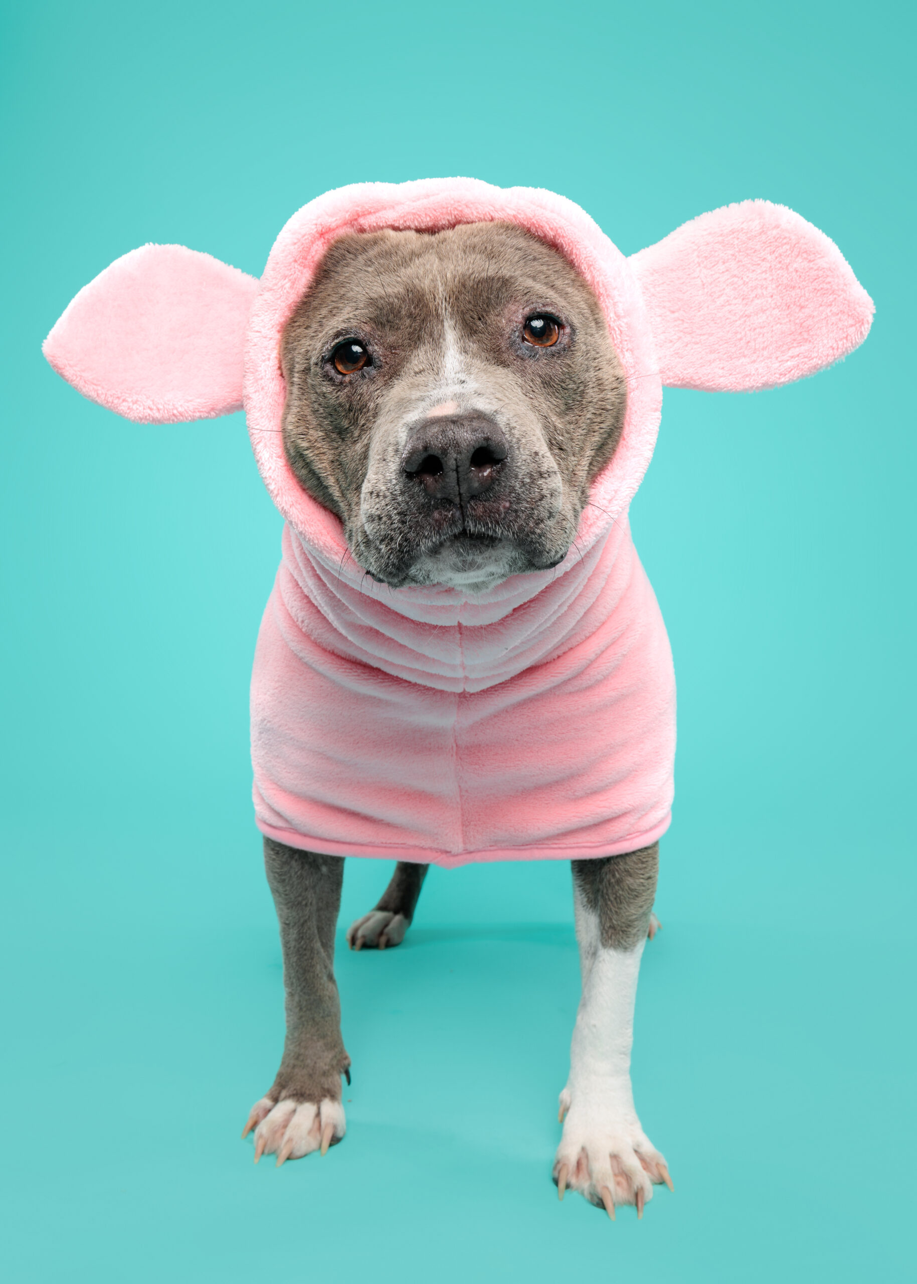 Pig Dog Bathrobe - Image 2