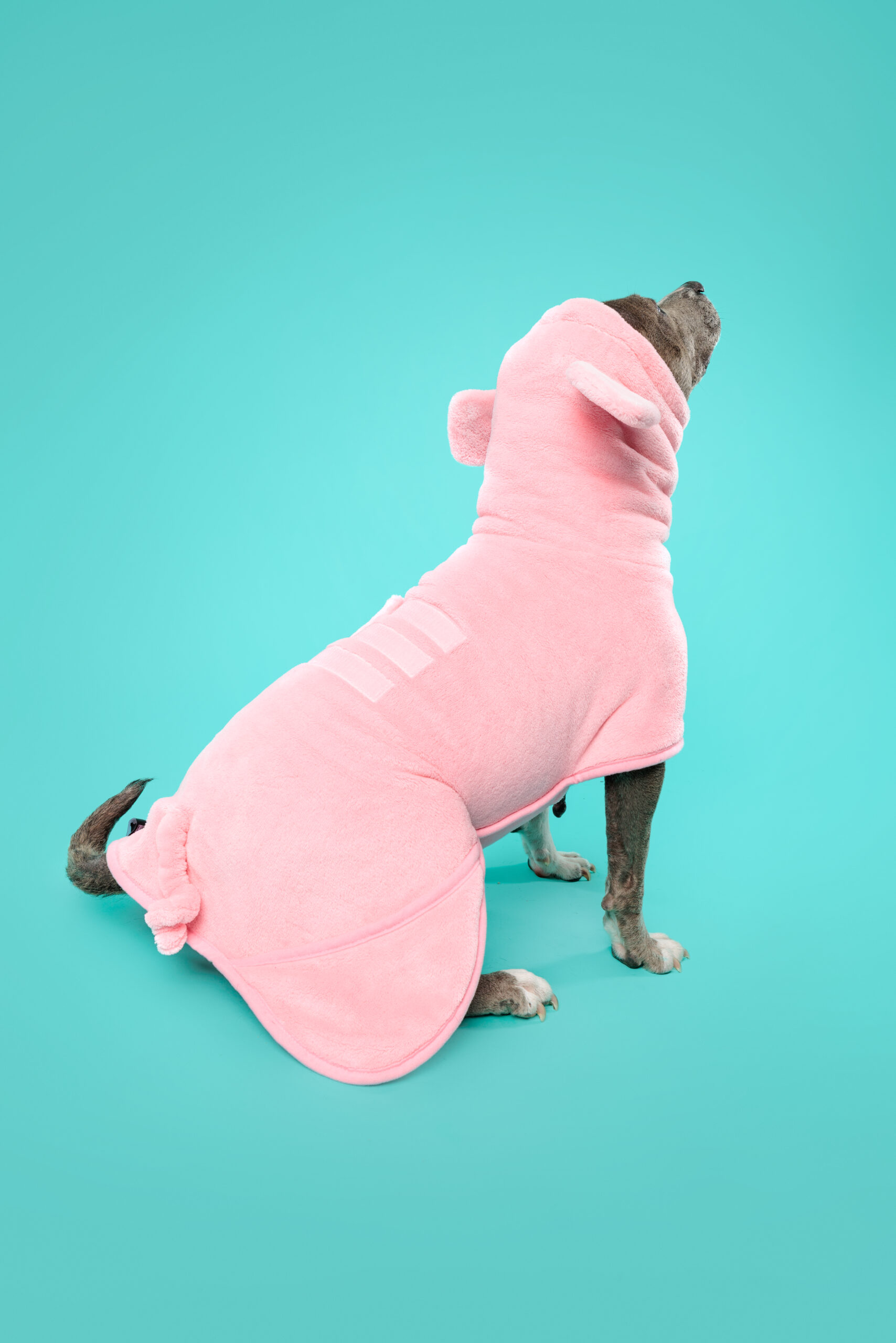 Pig Dog Bathrobe - Image 8