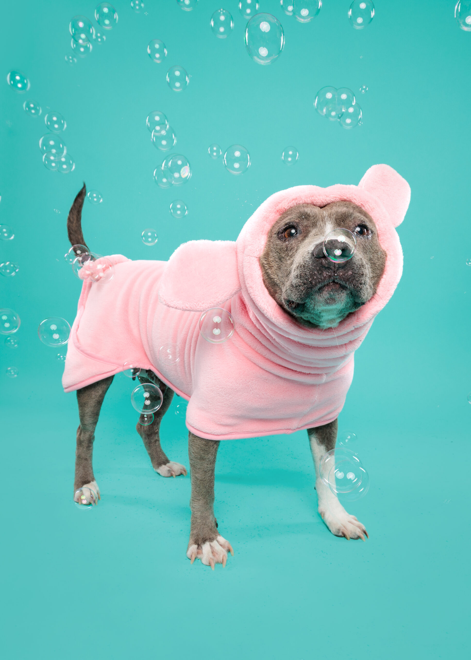 Pig Dog Bathrobe