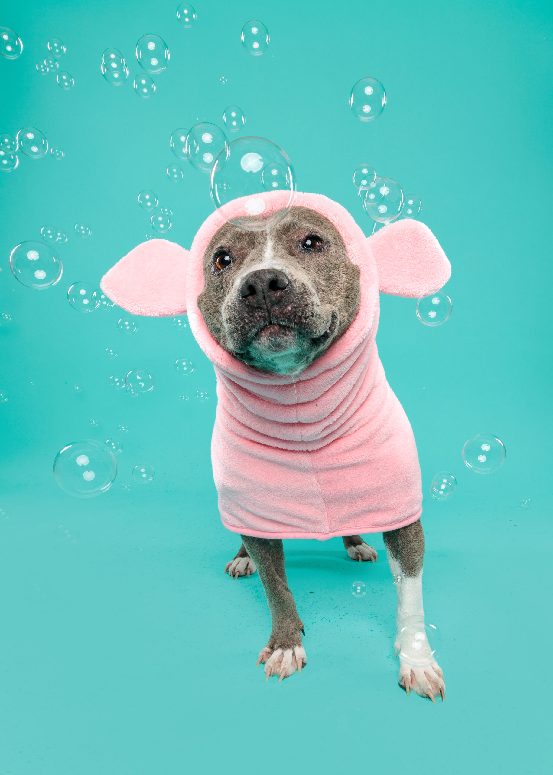 Pig Dog Bathrobe - Image 6