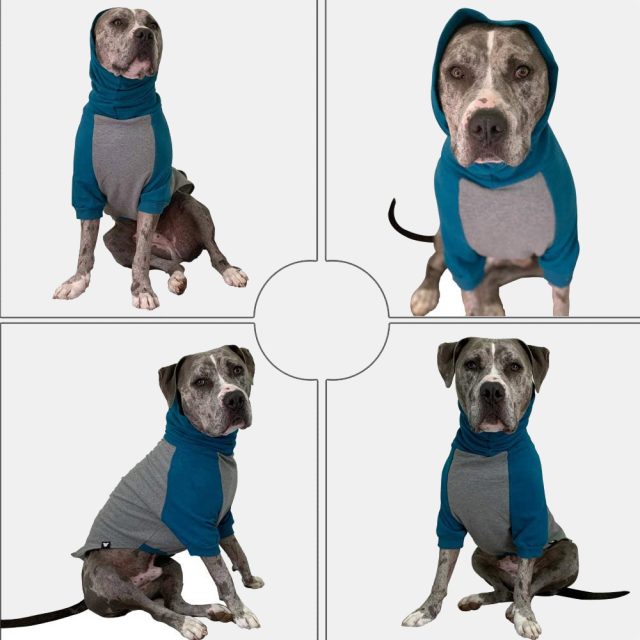 Blue I Grey Color Block Dog Sweater - Image 2