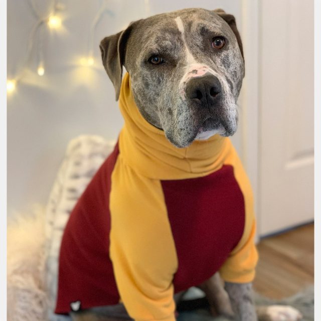 Maroon I Mustard Color Block Dog Sweater