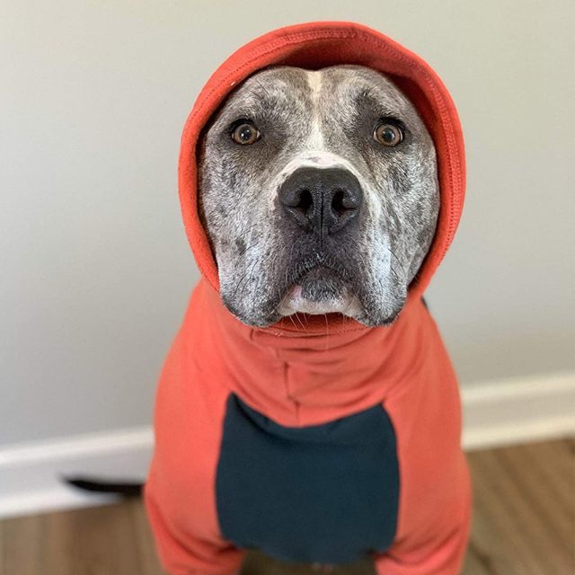 Orange I Green Color Block Dog Sweater - Image 4