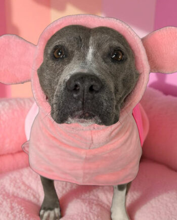 Piggy-Dog-Bath-Robe-Alt-main-1