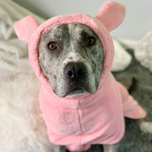 Angry Pitbull Women's Robe