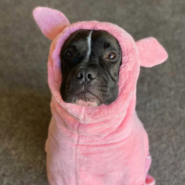 Angry Pitbull Women's Robe main image 1