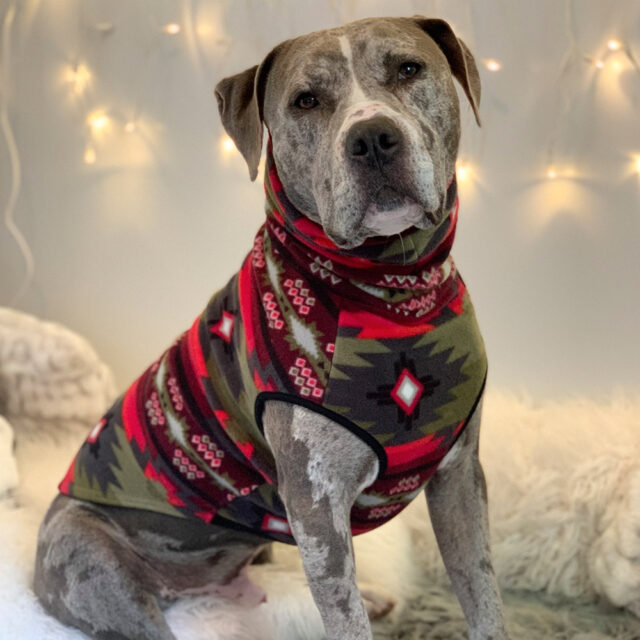 Sun-Valley-Fleece-Dog-Vest-tooth-and-honey-clothing-for-large-pitbull-dogs-4