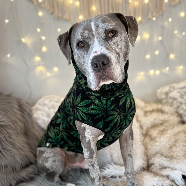 Cannabis Fleece Dog Vest - Image 2