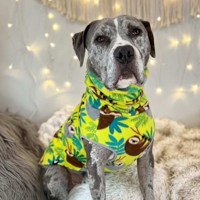 Sloth Fleece Dog Vest - Image 2