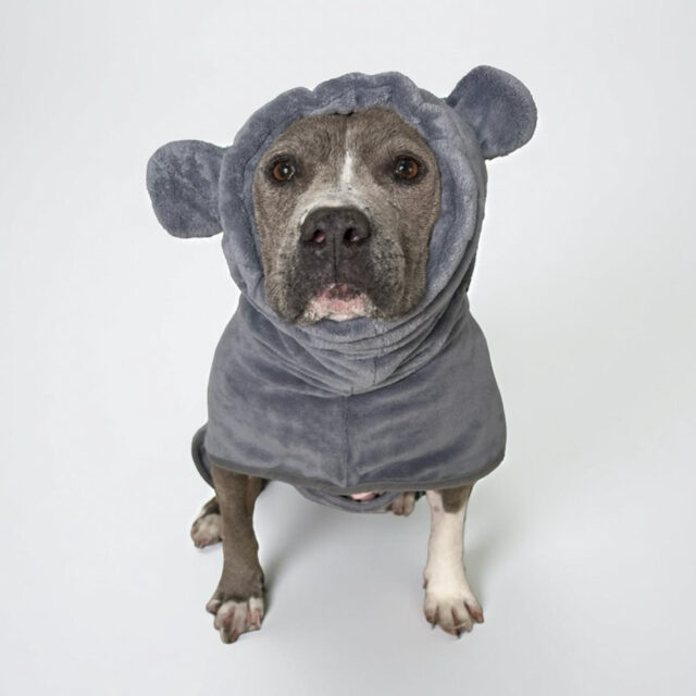 House Hippo Dog Robe - Image 2