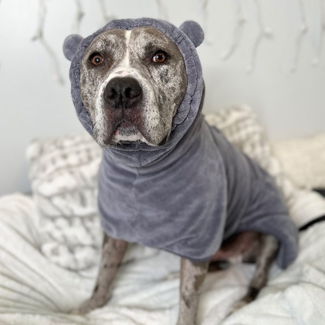 House Hippo Dog Robe - Image 3