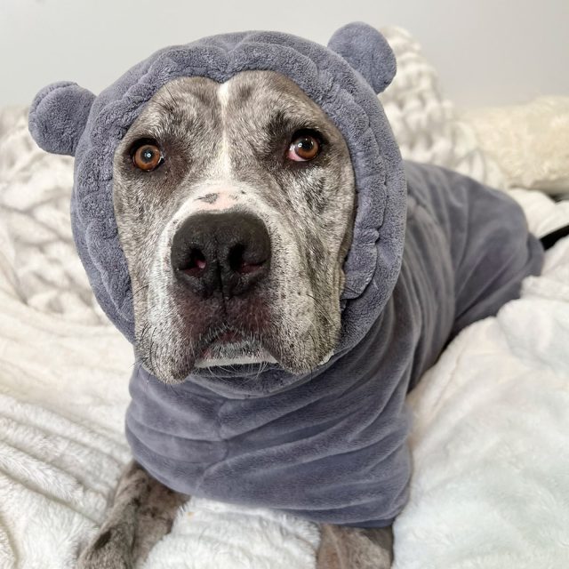 House Hippo Dog Robe - Image 7