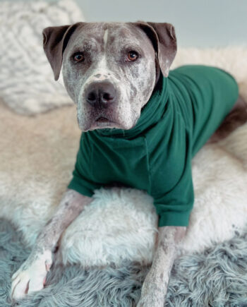 Green-_-Color-Block-Dog-Sweater-3