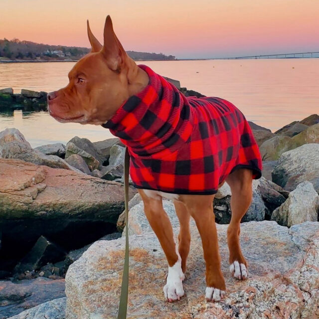 Buffalo Plaid Fleece Dog Wrap - Image 2