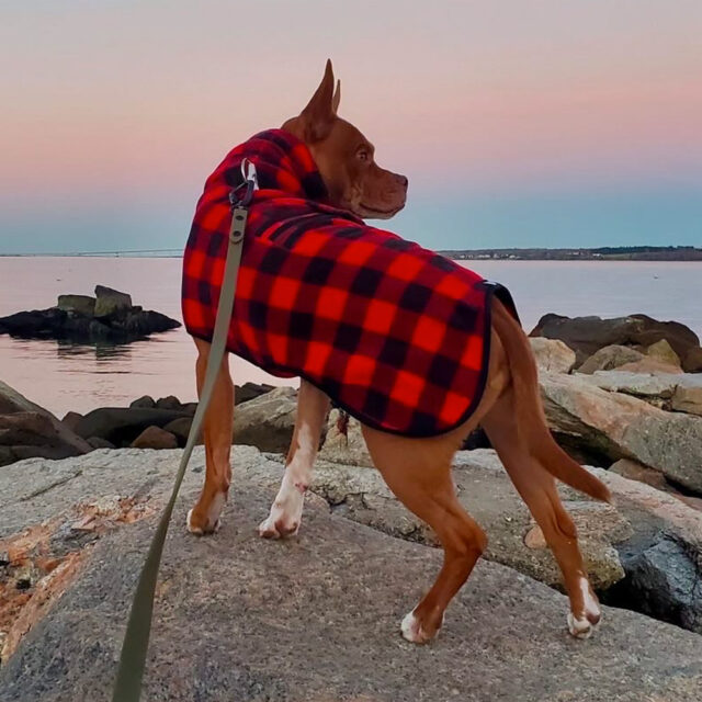 Buffalo Plaid Fleece Dog Wrap - Image 5