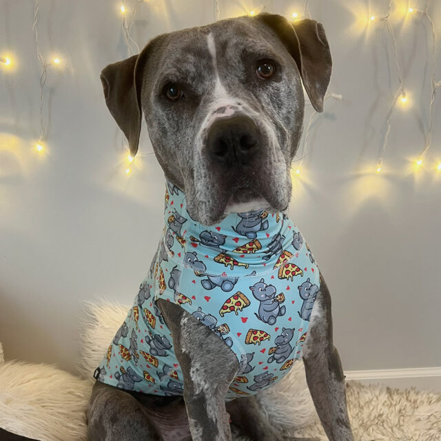 Hungry-Hippo-Lightweight-Dog-Vest-1