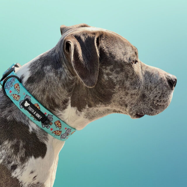 Hungry Hippo 1.5 Wide Padded Buckle Collar - Image 2