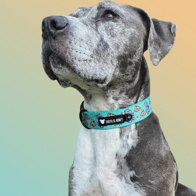 Hungry Hippo 1.5 Wide Padded Buckle Collar - Image 8