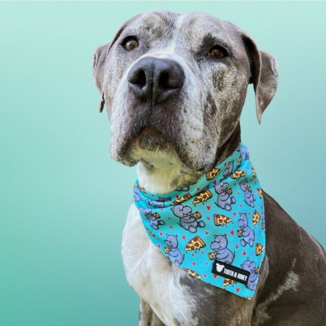 Hungry Hippo Reversible Dog Bandana