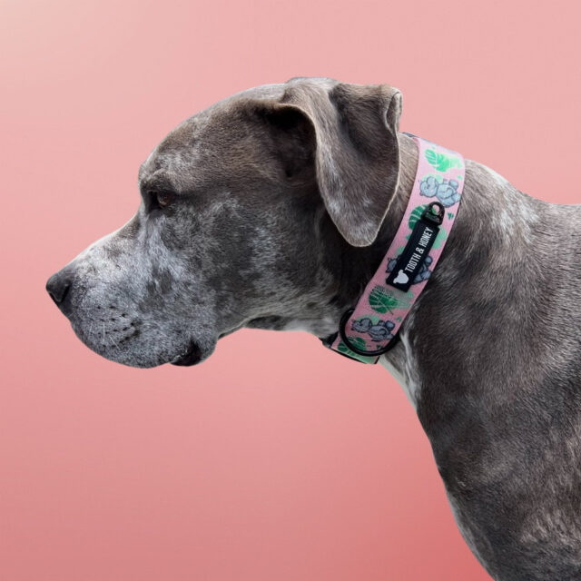 Pink Hippo 1.5" Wide Padded Buckle Collar