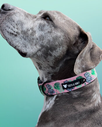 Pink-Hippo-1.5'-Wide-Padded-Buckle-Collar-2