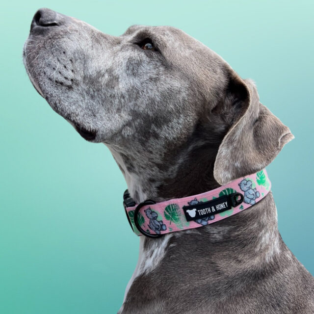 Pink Hippo 1.5" Wide Padded Buckle Collar - Image 2
