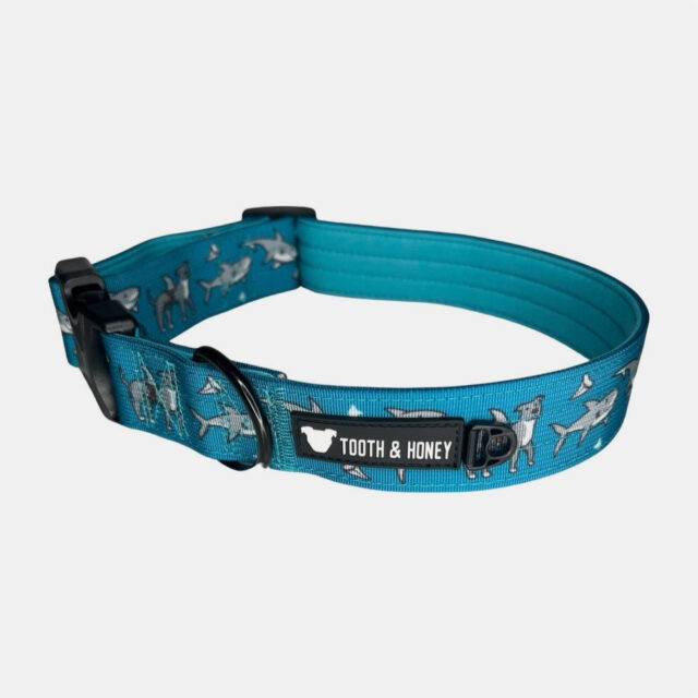 Pittie Shark 1.5" Wide Padded Buckle Collar