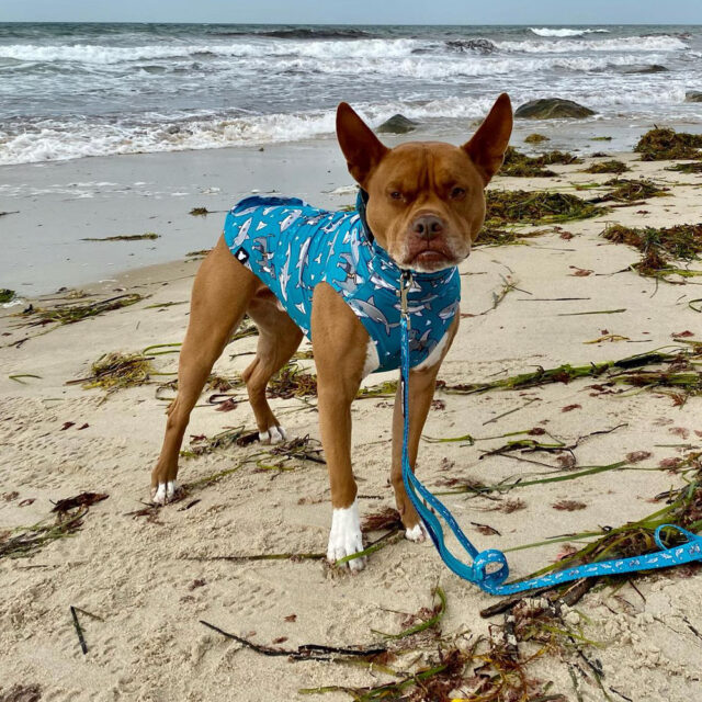 Pittie Shark Lightweight Dog Vest - Image 4