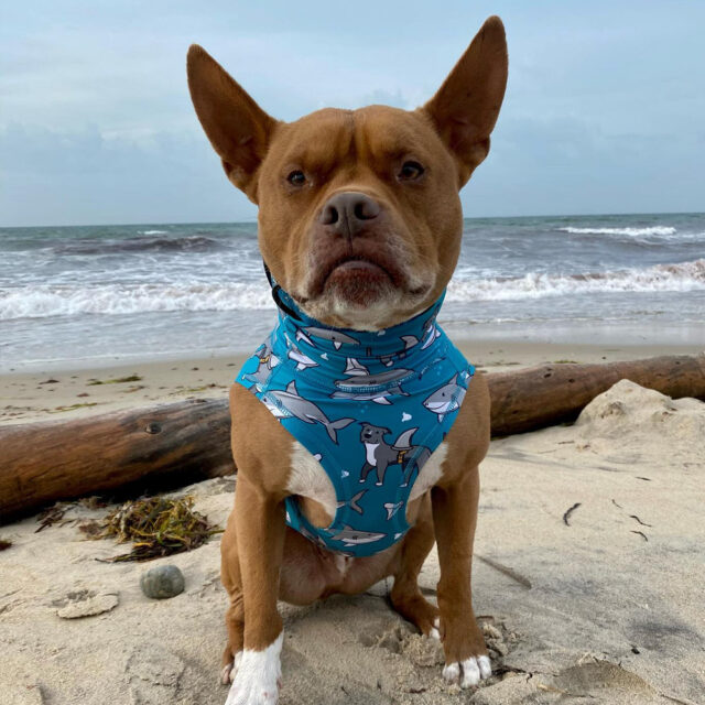 Pittie Shark Lightweight Dog Vest - Image 2