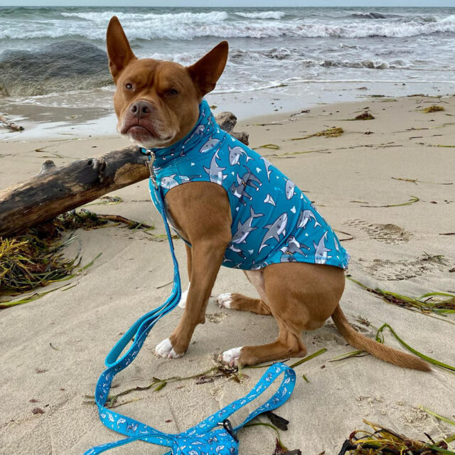 Pittie Shark Lightweight Dog Vest - Image 3