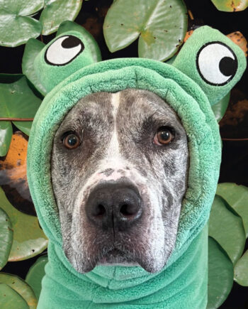 Froggy-Dog-Bathrobe-5