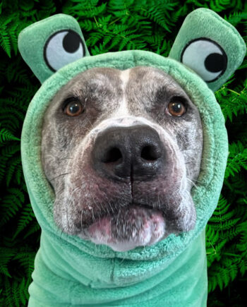Froggy-Dog-Bathrobe-6