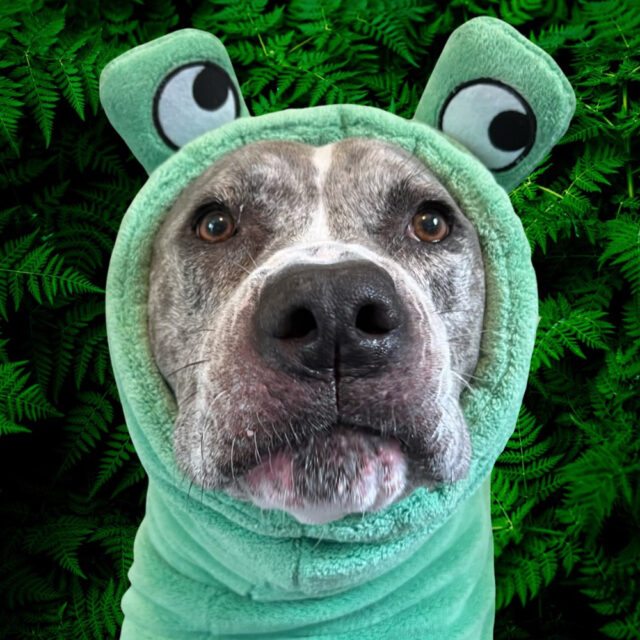 Froggy Dog Bathrobe - Image 6