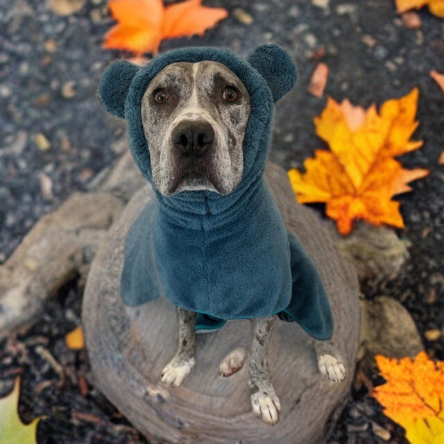Fuzzy Bear Wrap | Teal - Image 2