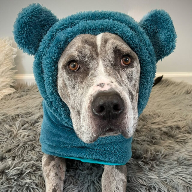 Fuzzy Bear Wrap | Teal - Image 8