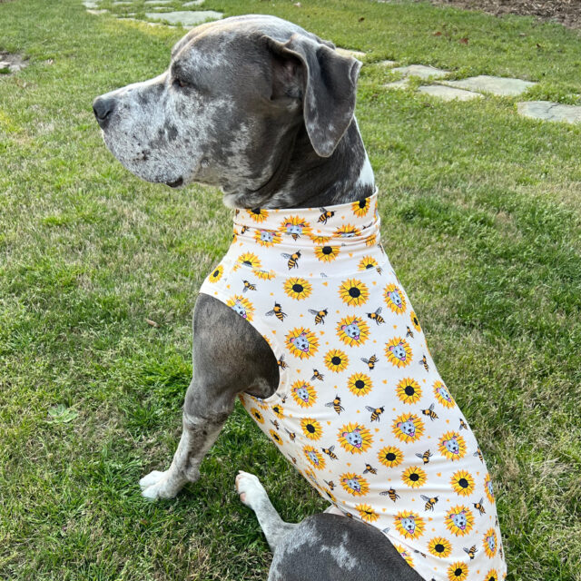 Sunflower Pibble Lightweight Dog Vest - Image 3