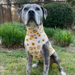 Sunflower Pibble Lightweight Dog Vest - Image 2