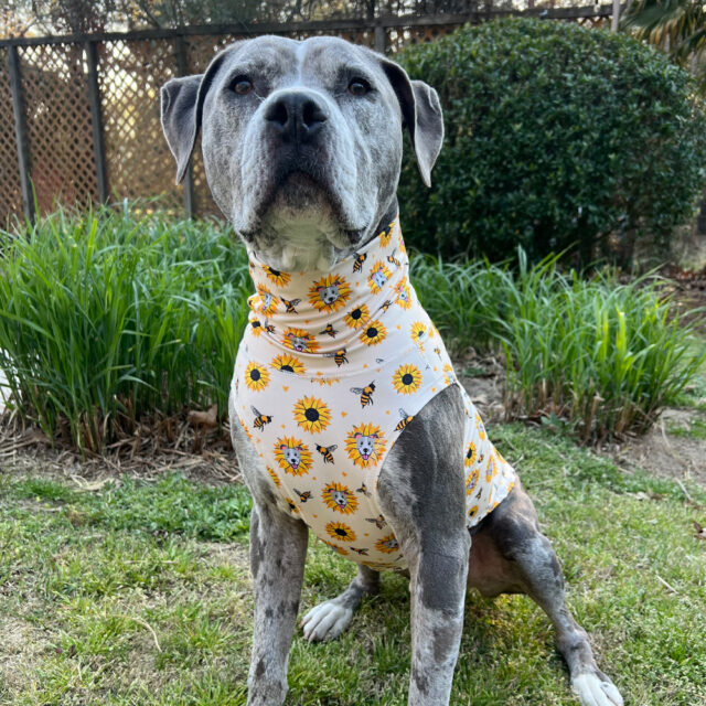Sunflower Pibble Lightweight Dog Vest - Image 2