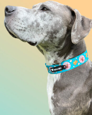 Snack-Inspector-1.5'-Wide-Martingale-Collar-1
