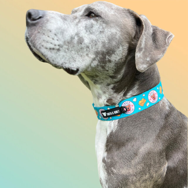 Snack Inspector 1.5" Wide Martingale Collar - Image 3