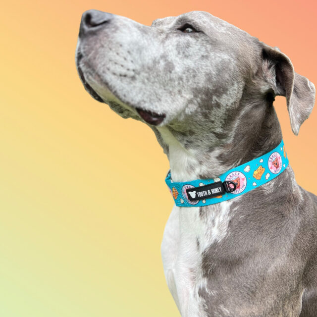 Snack Inspector 1.5" Wide Martingale Collar