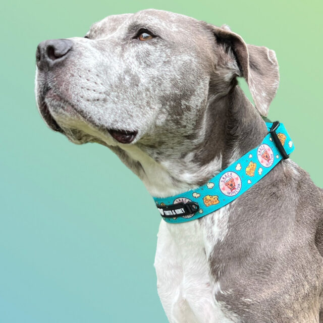 Snack Inspector Padded 1.5" Wide Buckle Collar